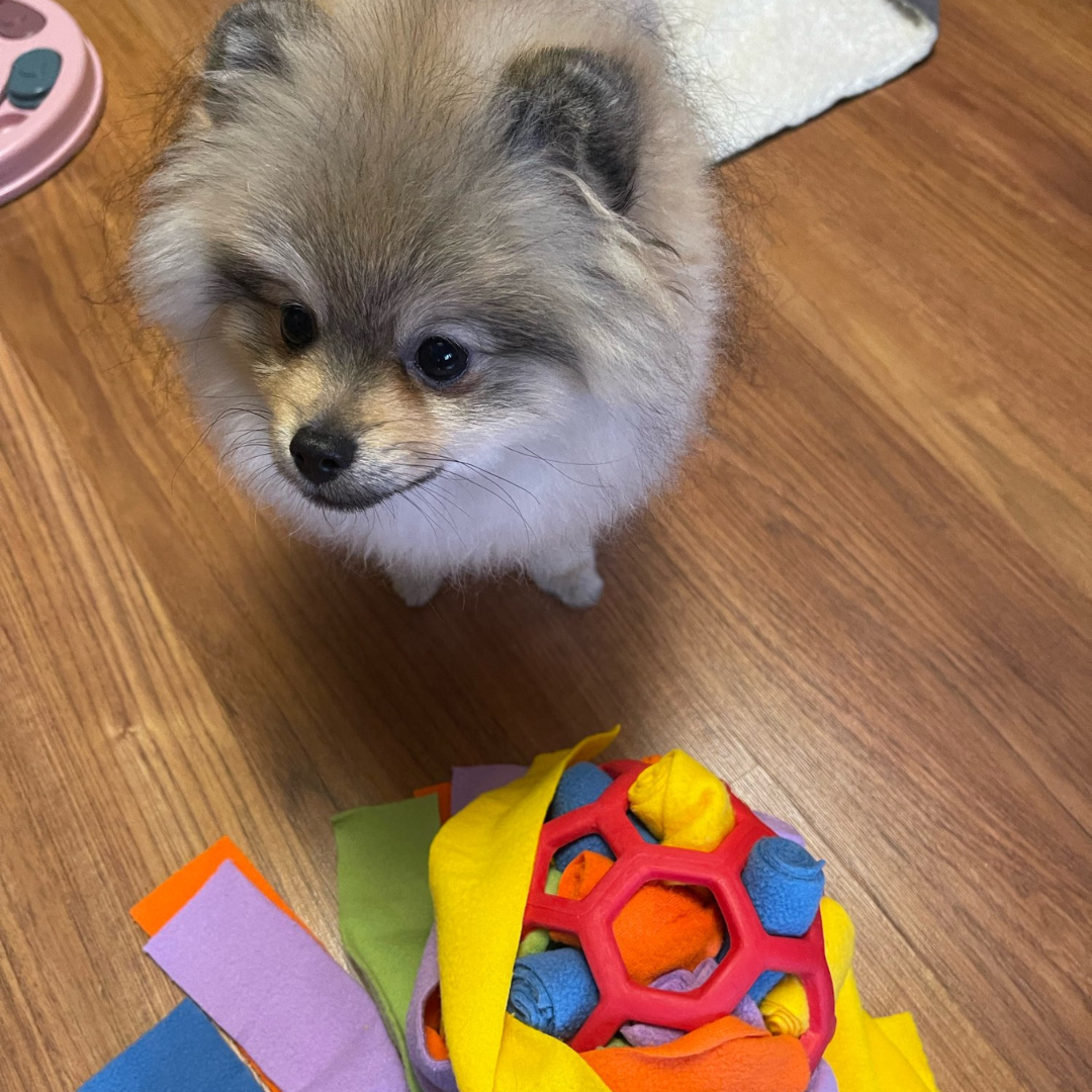 Pet Snack® Interactive Ball
